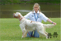 Setter Anglais VINKA DU BOIS DE LA FEUILLARDE